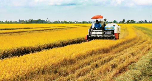 Liên kết sản xuất nông nghiệp bền vững