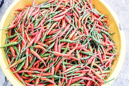 Giá ớt chỉ thiên giảm mạnh