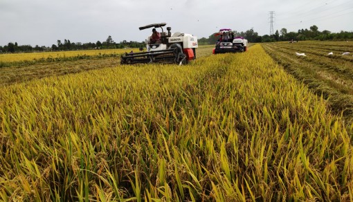 Cần Thơ đã thu hoạch hơn 17.125ha lúa đông xuân