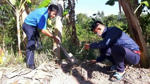 Trồng 300 cây sao hưởng ứng Tháng Thanh niên năm 2021
