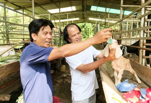 ក្តី​សង្ឃឹម​នៃ​ទម្រង់​ចិញ្ចឹម​ពពែ​ចង​សម្ព័ន្ធ​