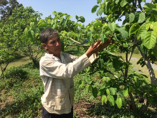 Thu nhập cao nhờ trồng na Thái