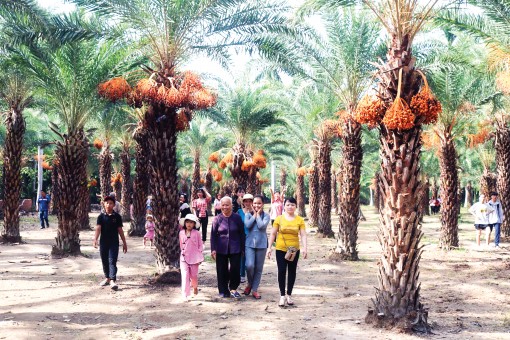 Hiệu quả tái cơ cấu

nông nghiệp ở Đồng Tháp