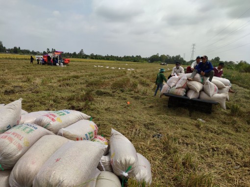 Khuyến cáo nông dân không tăng diện tích sản xuất lúa IR50404