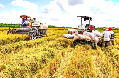 Nỗ lực nâng cao chất lượng và giá trị hạt gạo Việt