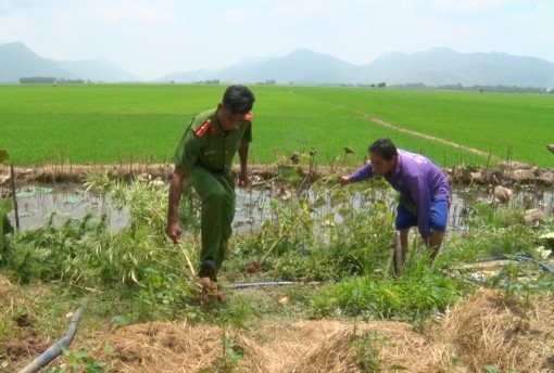 An Giang: Phát hiện hộ dân vùng biên giới trồng cần sa