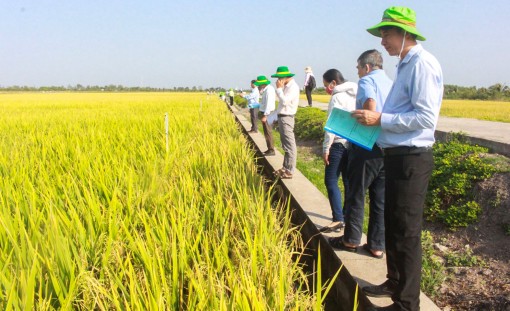 Viện Lúa ĐBSCL trình diễn 29 giống lúa

triển vọng vụ đông xuân 2020-2021