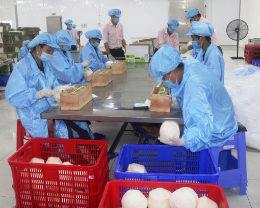 Dừa tươi bán chạy, giá tăng