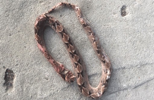 Bị rắn chàm quạp cắn, hai người nguy kịch