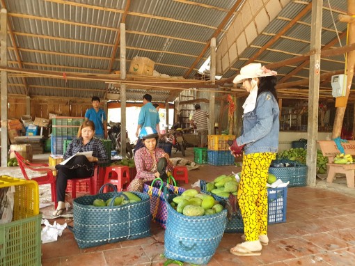 ĐBSCL: Giá xoài tăng trở lại