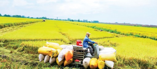 Hiệu quả từ chuyển đổi thời vụ, cơ cấu giống phù hợp