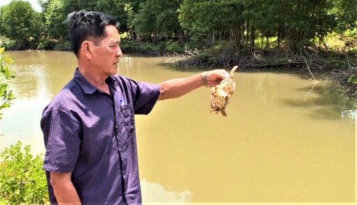 Nông dân Cà Mau bất an

vì cua nuôi chết hàng loạt