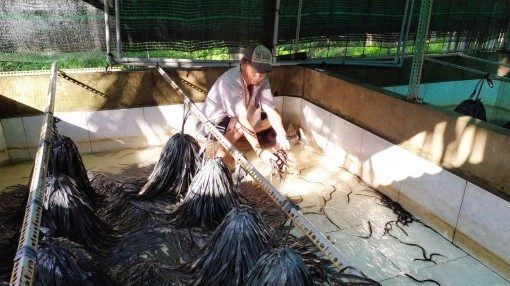 Giá lươn thịt giảm nhưng vẫn còn ở mức cao