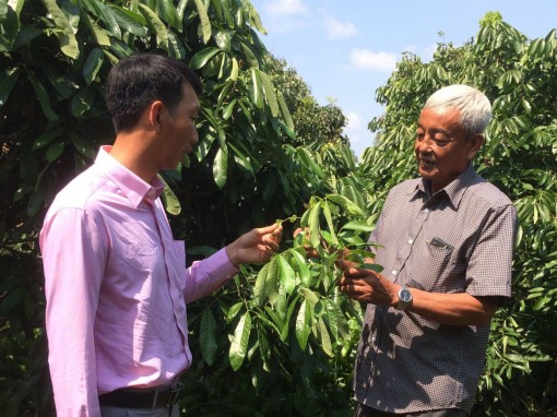 Thu nhập ổn định từ trồng nhãn Idor