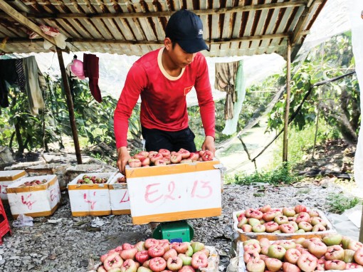 Trái mận tiếp tục giảm giá mạnh