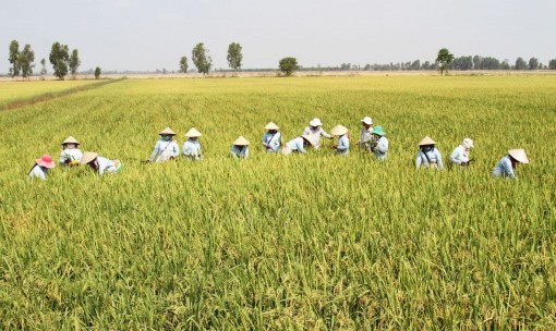 Nhân rộng mô hình sản xuất giống lúa xác nhận 1 tại ĐBSCL
