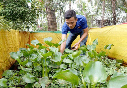 Nuôi ốc trong bể bạt, kiếm tiền triệu mỗi tháng