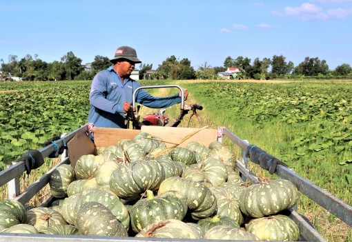 Thắng lợi vụ màu trên ruộng lúa