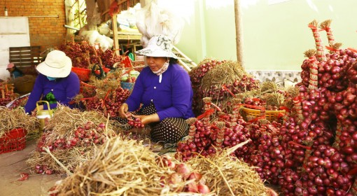 Kêu gọi hỗ trợ tiêu thụ hành tím Vĩnh Châu