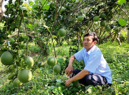 Giá bưởi da xanh tăng mạnh trở lại