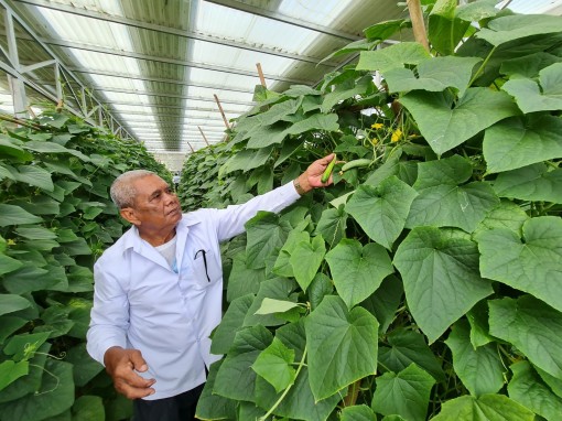 Triển vọng kết hợp sản xuất nông nghiệp và điện mặt trời