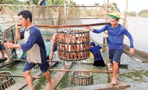 “Bắt mạch” thị trường, tìm đầu ra cho nông sản