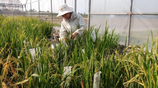 Đảm bảo số lượng, nâng chất lượng nguồn lao động nông nghiệp