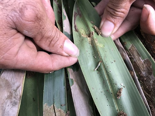 Quản lý sâu đầu đen

bằng biện pháp sinh học