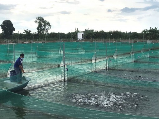 Xây dựng, phát triển vùng thủy sản chất lượng, đạt chuẩn