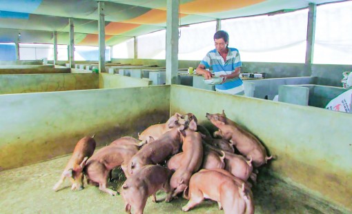 Chủ động phòng, tránh

dịch bệnh trên đàn vật nuôi