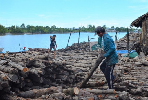 Nâng cao giá trị của cây đước Cà Mau