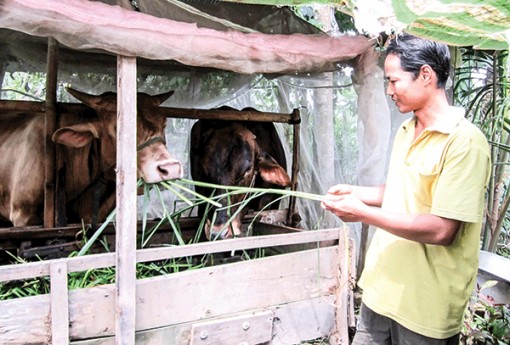 Giá bò thịt và bò giống tăng cao