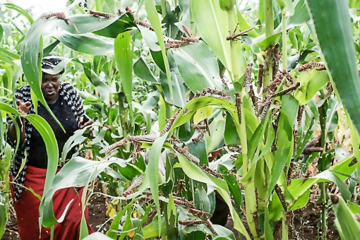 Châu Phi thiệt hại hàng ngàn tỉ USD do sinh vật ngoại lai