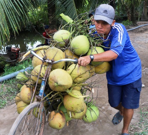 Dừa tươi dễ tiêu thụ, giá tăng