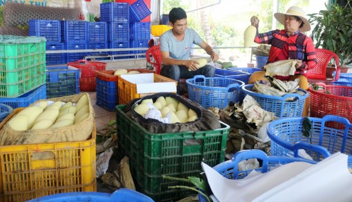 Hành động để “giải cứu” nông sản