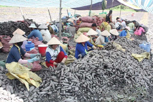 Gỡ khó cho khoai lang