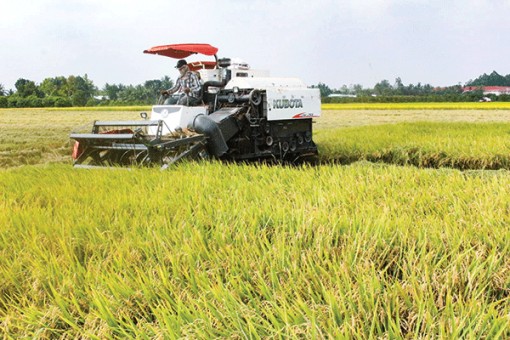 Liên kết sản xuất nông nghiệp bền vững