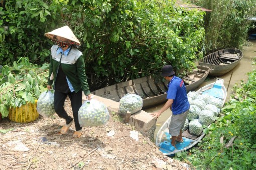 Trái dâu rớt giá, nông dân thất thu