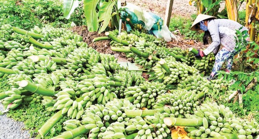 Chuối cau và chuối xiêm bán được giá