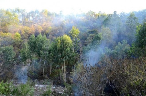 Thực hiện cấp bách các biện pháp phòng cháy, chữa cháy rừng