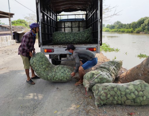 Giá gương sen giảm thấp