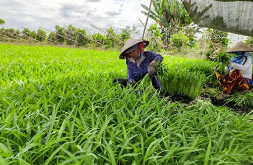 Diện tích gieo trồng rau màu và cây công nghiệp ngắn ngày giảm mạnh