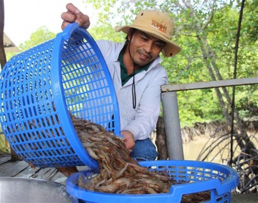 Sản lượng tôm nuôi của tỉnh Trà Vinh tăng hơn 6.000 tấn