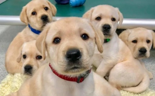 Chó con có thể là nguyên nhân gây ra đại dịch mới sau COVID-19