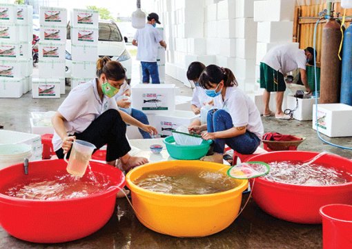 Tiềm năng phát triển sản xuất giống thủy sản