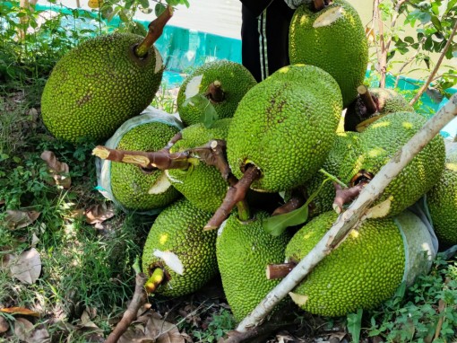 Xoài Đài Loan và mít Thái

giá chỉ còn 2.000-3.000 đồng/kg