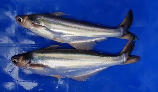 Đại học Cần Thơ kích thích

sinh sản nhân tạo thành công cá sát sọc