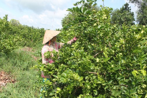 Cung vượt cầu, giá trái chanh bị giảm mạnh