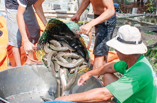 Giá cá lóc nuôi tăng
