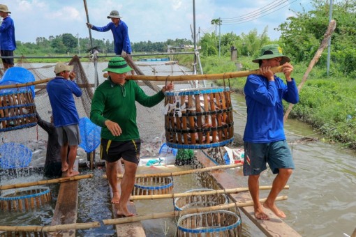 "Tình yêu cá" hóa trăm triệu mỗi tháng